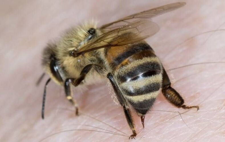 محصولات زنبور عسل برای بزرگ کردن آلت تناسلی